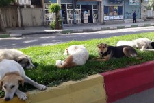جولان سگ‌های ولگرد در شهر اسلام‌آبادغرب