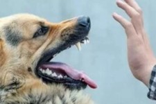 سگ‌های ولگرد جان کودک سه ساله را گرفتند