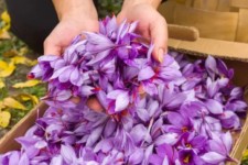پیش‌بینی تولید 150 کیلوگرم زعفران در اسلام‌آبادغرب