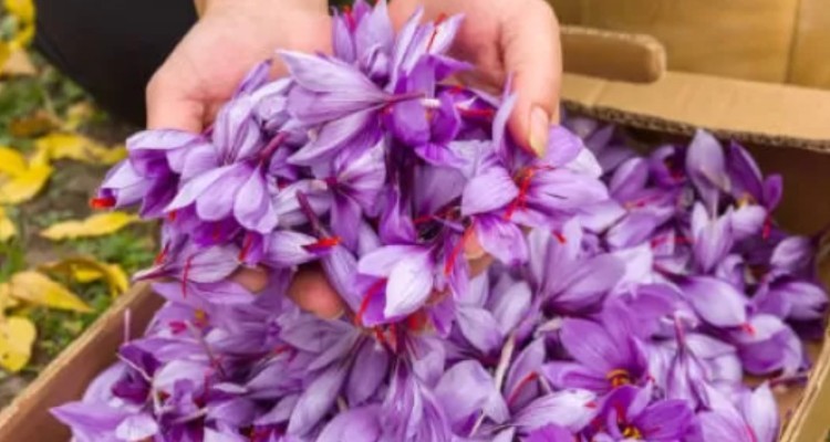 پیش‌بینی تولید 150 کیلوگرم زعفران در اسلام‌آبادغرب