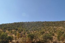 طبیعت زیبای جنگل‌های بلوط در اسلام‌آبادغرب