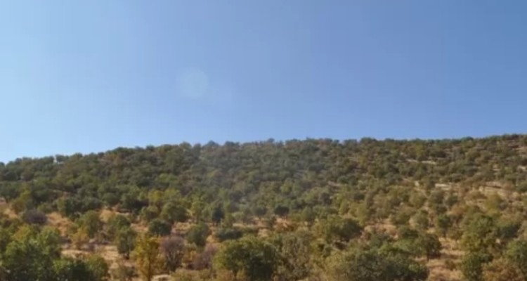 طبیعت زیبای جنگل‌های بلوط در اسلام‌آبادغرب