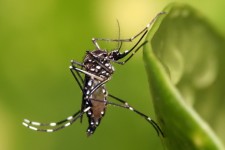 احتمال ورود تب دنگی به تهران و سایر شهرها