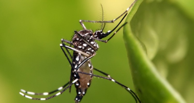 احتمال ورود تب دنگی به تهران و سایر شهرها