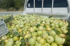 توزیع 4 تن سیب درختی در بین زائران اربعین