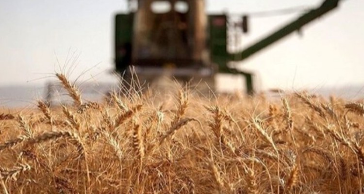 خرید تضمینی گندم به ۱۱ میلیون و و ۹۷۶ هزار تن رسید