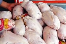 عرضه مرغ زنده عامل گرانی بازار مرغ اسلام‌آبادغرب