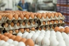 چالش افزایش قیمت تخم‌ مرغ در اسلام‌آبادغرب