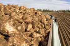 روگردانی‌ کشاورزی اسلام‌آبادی از کشت چغندر قند