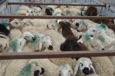 کشف 73 رأس دام قاچاق در اسلام‌آبادغرب