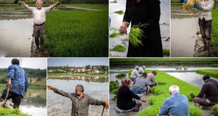 به رنج برنج‌کاران؛ به کام دلالان/ ظهور سلطان ها در بازار برنج