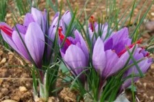 زعفران؛ طلای سرخ اسلام‌آبادغرب با درآمدزایی بالا و مصرف آب پایین