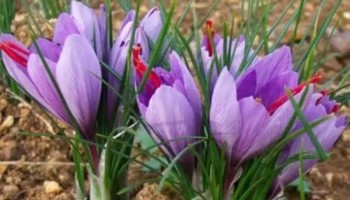 زعفران؛ طلای سرخ اسلام‌آبادغرب با درآمدزایی بالا و مصرف آب پایین