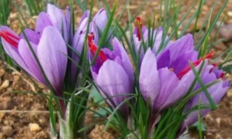 زعفران؛ طلای سرخ اسلام‌آبادغرب با درآمدزایی بالا و مصرف آب پایین