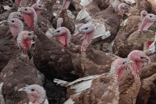 پرورش بوقلمون، ابتکار بانوی اسلام‌آبادغربی برای توسعه اقتصادی