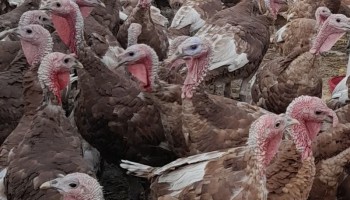 پرورش بوقلمون، ابتکار بانوی اسلام‌آبادغربی برای توسعه اقتصادی