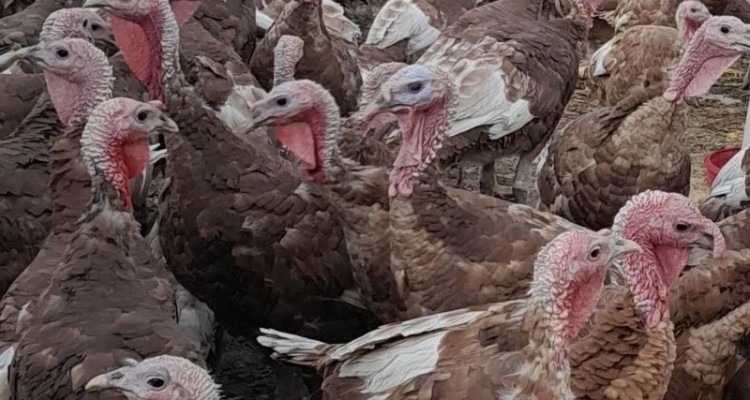 پرورش بوقلمون، ابتکار بانوی اسلام‌آبادغربی برای توسعه اقتصادی