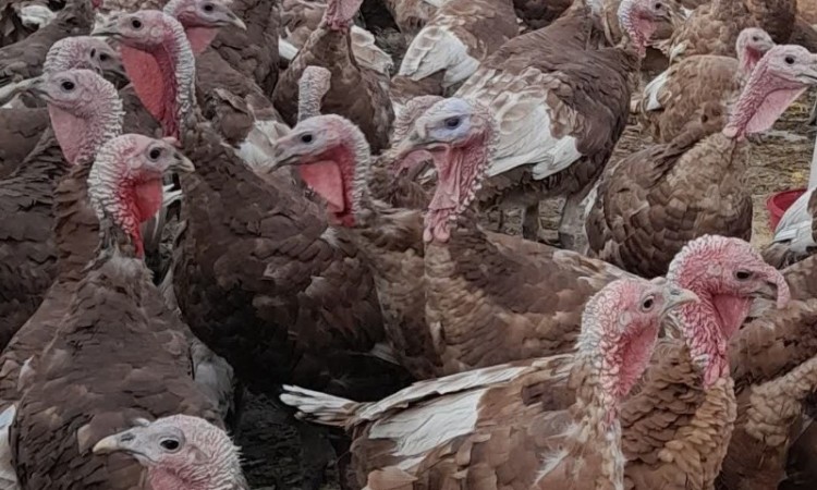 پرورش بوقلمون، ابتکار بانوی اسلام‌آبادغربی برای توسعه اقتصادی