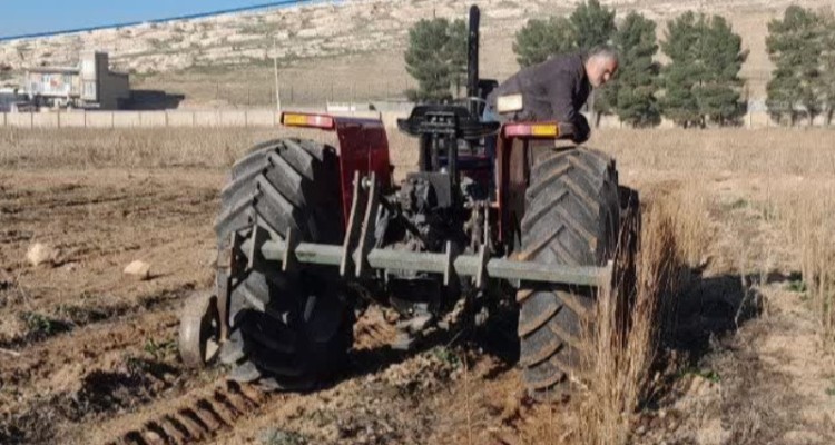 آغاز مرحله برداشت و آماده‌سازی نهال‌های ریشه‌لخت برای توزیع در استان کرمانشاه