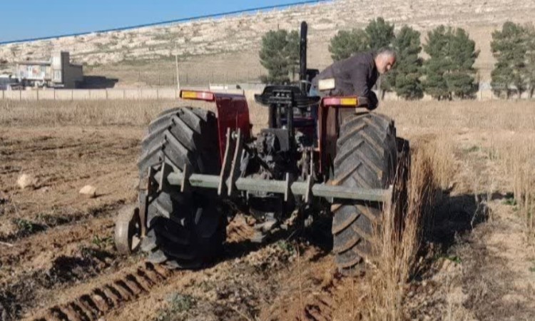 آغاز مرحله برداشت و آماده‌سازی نهال‌های ریشه‌لخت برای توزیع در استان کرمانشاه