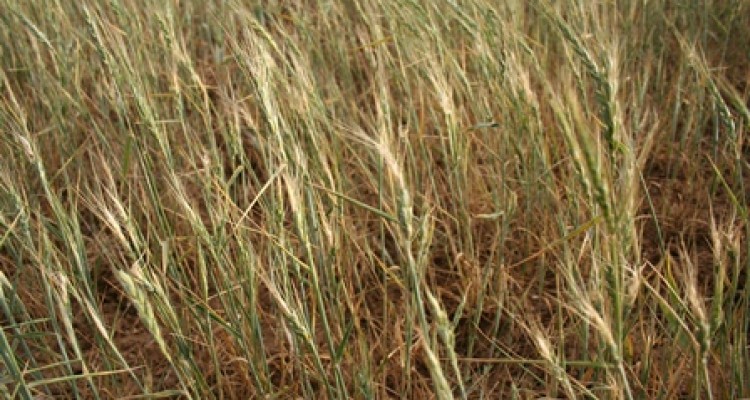 بررسی خسارت کشاورزان اسلام آبادغرب /کشاورزان نیازمند سبد حمایتی دولت