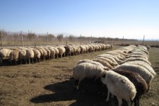 سرنوشت تلخ طرح حمایت از دامپروری های کوچک اسلام آبادغرب/ عدم همکاری بانکها در پرداخت وام های کم تر از 100 میلیون تومان