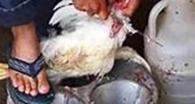 تهدیدی پرطرفدار در اسلام آبادغرب/ 300 واحد غیر مجاز و غیر بهداشتی فروش مرغ زنده