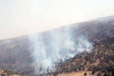 مهار آتش سوزی جنگل های جنوبی اسلام آبادغرب پس از 7 ساعت جدال با آتش/ سوختن 5 هکتار از جنگل های انجیرک