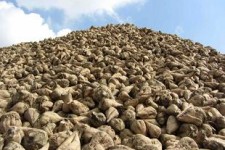  اسلام آبادغرب قطب تولید برتر چغندرقند در استان کرمانشاه/لزوم توجه مسئولین به مشکلات چغندرکاران شهرستان