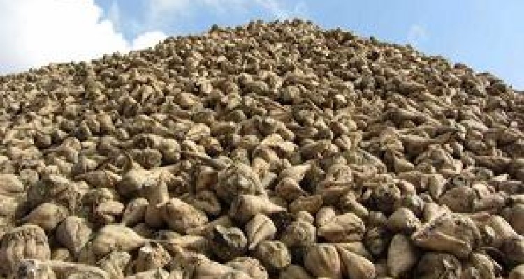  اسلام آبادغرب قطب تولید برتر چغندرقند در استان کرمانشاه/لزوم توجه مسئولین به مشکلات چغندرکاران شهرستان