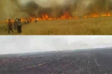 گندم‌هایی که به جای نان خاکستر می شوند/ آتش بر جان مزارع «هرسم»