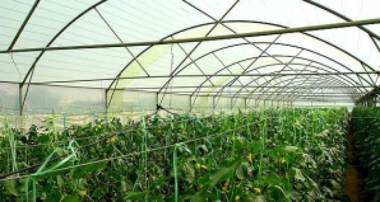  گلخانه اسلام‌آباد غرب در سفر دولت به کرمانشاه کلنگ زنی می‌شود