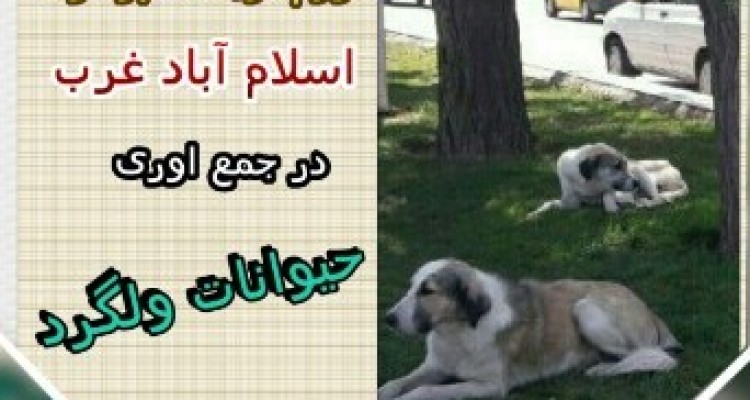 شهرداری اسلام آباد غرب و طرح جمع آوری حیوانات ولگرد !
