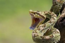 ماجرای حمله افعی به جوان اسلام آبادی 