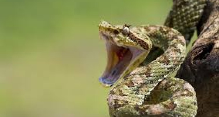 ماجرای حمله افعی به جوان اسلام آبادی 