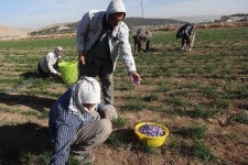 آغاز برداشت زعفران در اسلام آباد غرب 