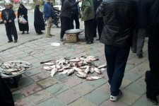دستفروش خودش در واکنش به تذکر ماموران سد معبر ماهی ها را به زمین ریخته 