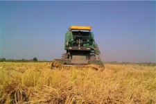 پیش بینی برداشت ۱۰۰هزار تن گندم در شهرستان اسلام آباد غرب