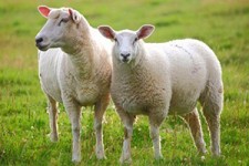 نسل کشی گوسفندها، عامل جدید گرانی گوشت + صوت 