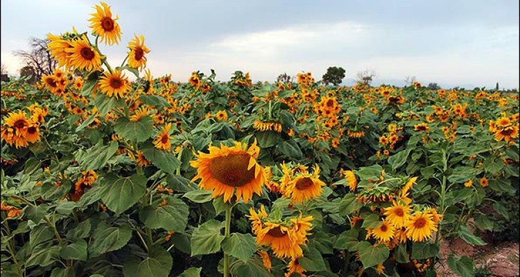 پیش بینی تولید 360 تن دانه روغنی آفتابگردان از مزارع دهستان شیان اسلام آباد غرب