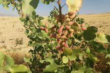 توصیه به کشت محصولات کشاورزی درآمدزا با مصرف آبی کم/ ارزیابی مطلوب باغات پسته در بخش حمیل