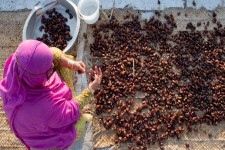 دلالان خرما بازار را قبضه کردند!/ سود 90 درصدی حاصل از زحمت یکساله کشاورزان کجا می رود؟