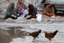 بازار داغ صید و فروش میگو در بندرعباس+تصاویر