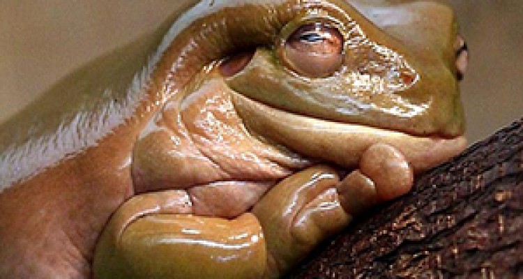 اشتغالزایی با پرورش قورباغه! + صوت 