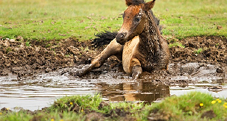  نجات کره اسب تازه متولد شده از داخل گل و لای + فیلم