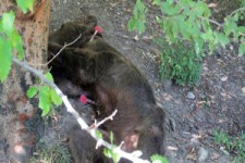 لحظه دلخراش مرگ خرس قهوه‌ای به‌دست مسئولان اداره کل حفاظت محیط زیست گلستان! + فیلم(18+) 