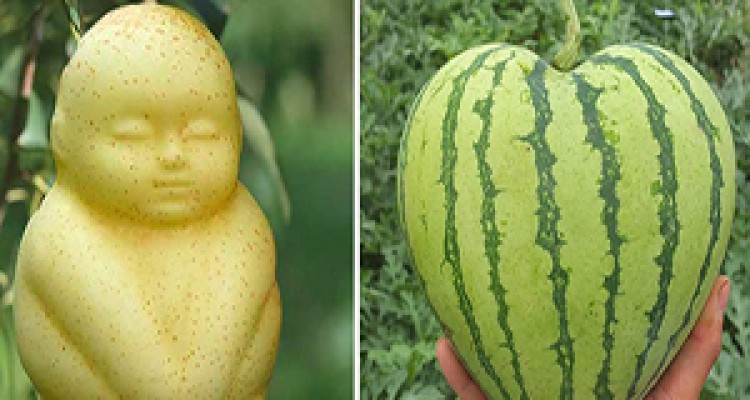 خلاقیت یک باغبان در تهیه میوه‌هایی به شکل قلب + فیلم 