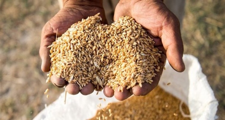 پاسخ "سیف" به اظهارات وزیر بهداشت/ امسال گندم کیفی‎تری خریدیم