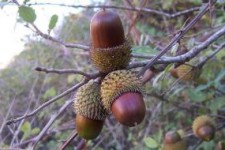 داد بلوط از دود ذغال/ سرمایه ملی بسته‌ای ۵ هزار تومان!