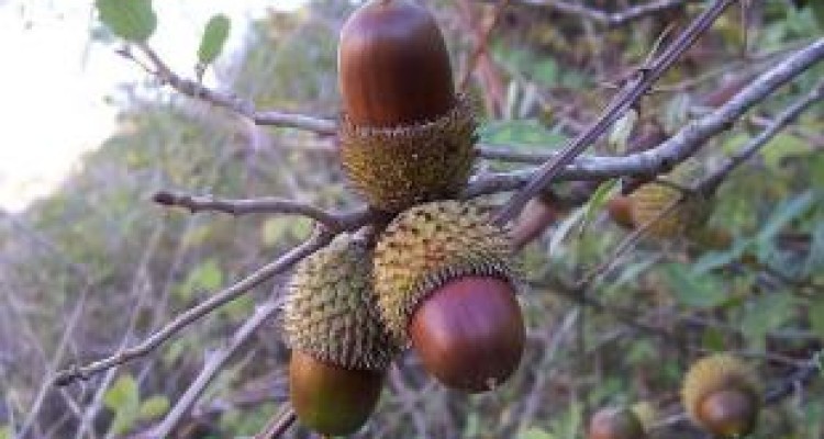 داد بلوط از دود ذغال/ سرمایه ملی بسته‌ای ۵ هزار تومان!